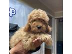 Cavapoo Puppy for sale in Carthage, TN, USA