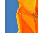 Alex Nizovsky — CALIFORNIAN POPPY #6 — Modern / Pop Art Floral Painting