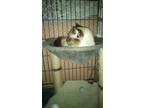 Adopt Mocha a Applehead Siamese, Domestic Short Hair