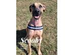 Adopt Scooby a Great Dane, Mixed Breed