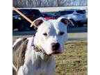 Adopt Jagger a Pit Bull Terrier