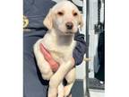 Adopt Beeker a Yellow Labrador Retriever