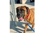 Adopt Judah a Boxer, Mixed Breed