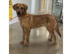 Adopt Copper a Coonhound