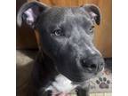 Adopt Ollie a Pit Bull Terrier