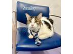Adopt Stanley (sponsored) a Domestic Short Hair