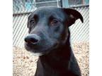 Adopt DESOTO a Pit Bull Terrier, Labrador Retriever