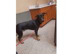 Adopt Fang a German Shepherd Dog, Doberman Pinscher