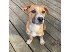 Adopt Orion a Beagle