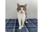 Adopt Tomasso a Domestic Short Hair