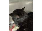 Adopt Rubble (Barn) a Domestic Short Hair