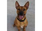 Adopt Jarvan a Shepherd, Pit Bull Terrier