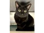 Adopt Leap Year a Domestic Short Hair