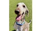 Adopt Champ a Poodle, Mixed Breed