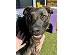 Adopt Bingo a Mixed Breed