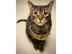 Adopt Jeepers a Domestic Short Hair