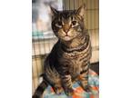 Adopt Jeepers a Domestic Short Hair
