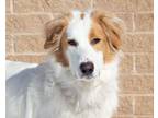 Adopt Brian a Collie, Great Pyrenees