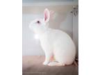 Adopt FREDDY a Bunny Rabbit, New Zealand