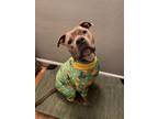 Adopt Guinness a Pit Bull Terrier