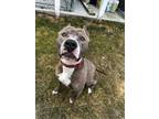 Adopt Brix a American Bully, Staffordshire Bull Terrier