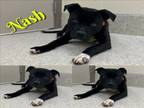 Adopt NASH a Pit Bull Terrier