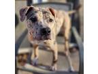 Adopt Reese a Catahoula Leopard Dog