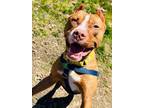 Adopt Lamar *LOVES DOGS* a Pit Bull Terrier