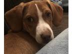 Adopt Rusty a Beagle