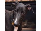 Adopt Bomber a Greyhound