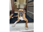 Adopt Skipper *Bonded to Molly a Boxer