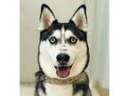 Adopt Boo a Siberian Husky