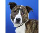 Adopt Cedar- 022609S a Mountain Cur