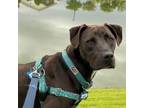 Adopt Rizzo a Labrador Retriever