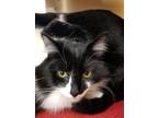 Adopt Antonio a Domestic Medium Hair