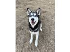 Adopt Boris a Siberian Husky