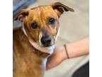 Adopt Marco a Beagle, Rat Terrier