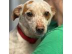 Adopt Eric a Australian Cattle Dog / Blue Heeler, Beagle