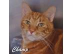 Adopt Champ a Tabby