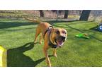 Adopt Roscoe a American Staffordshire Terrier