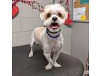 Adopt MAX a Shih Tzu