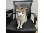 Adopt Petey a Domestic Short Hair