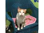 Adopt Mr. Modelo a Domestic Short Hair