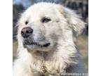 Adopt Coozie in MA - Loves Everyone He Meets! a Great Pyrenees