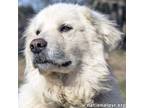 Adopt Coozie in TN - Loves Everyone He Meets! a Great Pyrenees