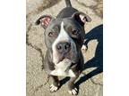 Adopt Bogey a Pit Bull Terrier