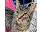 Adopt Kiki a Domestic Short Hair