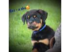 Rottweiler Puppy for sale in Manheim, PA, USA