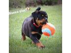 Rottweiler Puppy for sale in Manheim, PA, USA