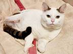 Adopt Gary aka Gar Bear a Domestic Short Hair, American Shorthair